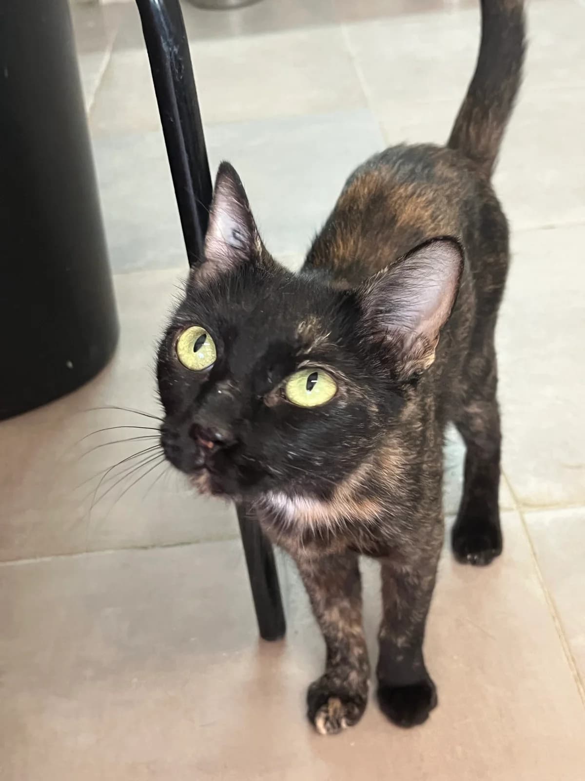 MAYA, female Mixed Breed for adoption at SPA Salon-de-Provence, Salon-de-Provence