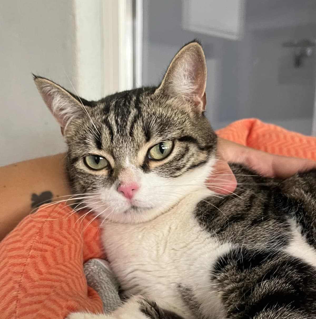 PERLE, female Mixed Breed for adoption at SPA Salon-de-Provence, Salon-de-Provence