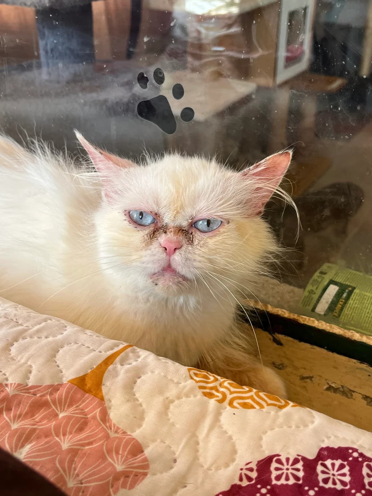 THALIE, female Mixed Breed for adoption at SPA Salon-de-Provence, Salon-de-Provence