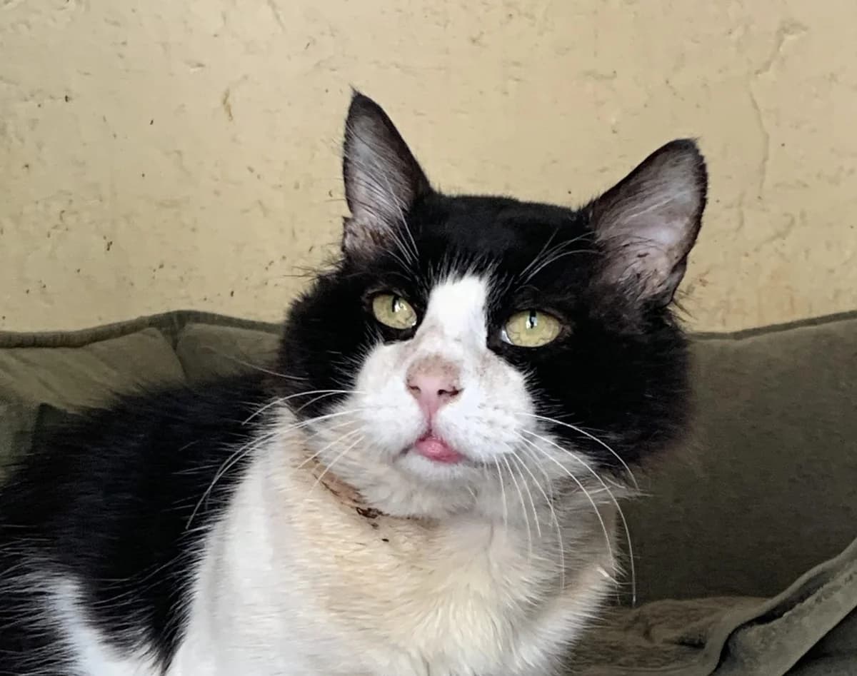 SUSHI (S.O.S), male Mixed Breed for adoption at SPA Salon-de-Provence, Salon-de-Provence