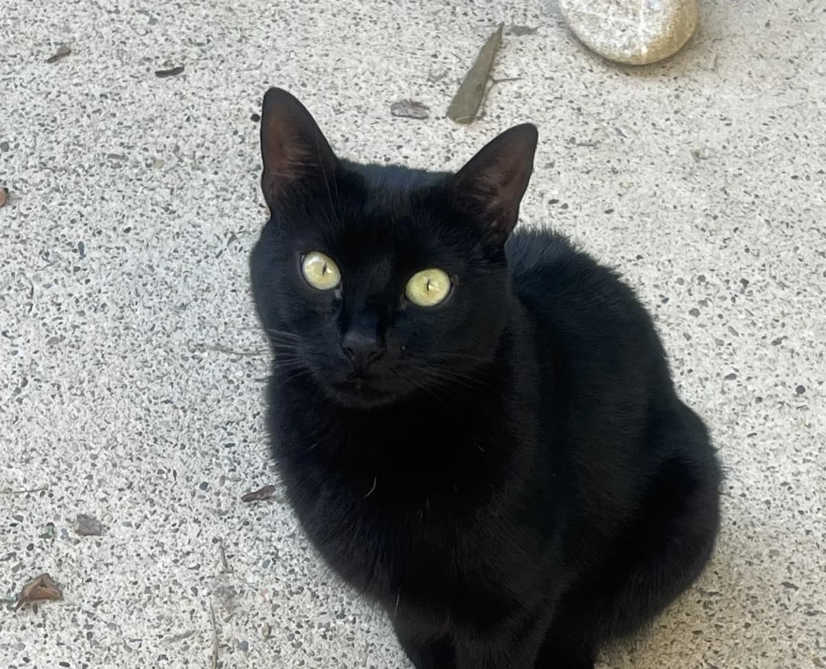 MYSTIK, female Mixed Breed for adoption at SPA Salon-de-Provence, Salon-de-Provence