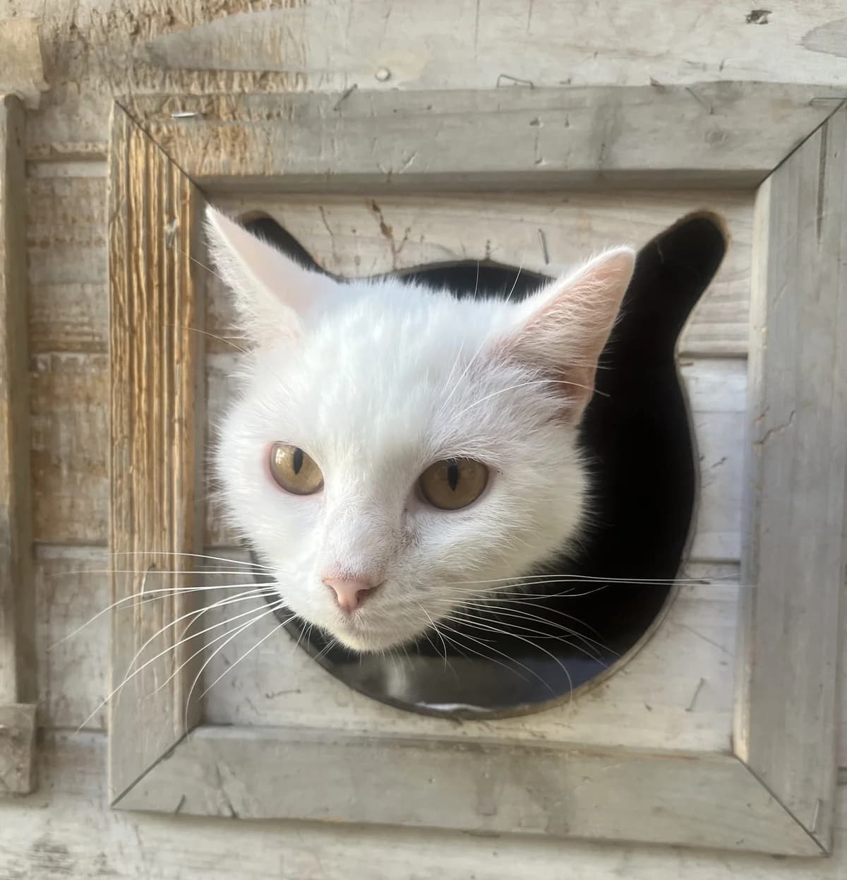 COTON (S.O.S), male Mixed Breed for adoption at SPA Salon-de-Provence, Salon-de-Provence