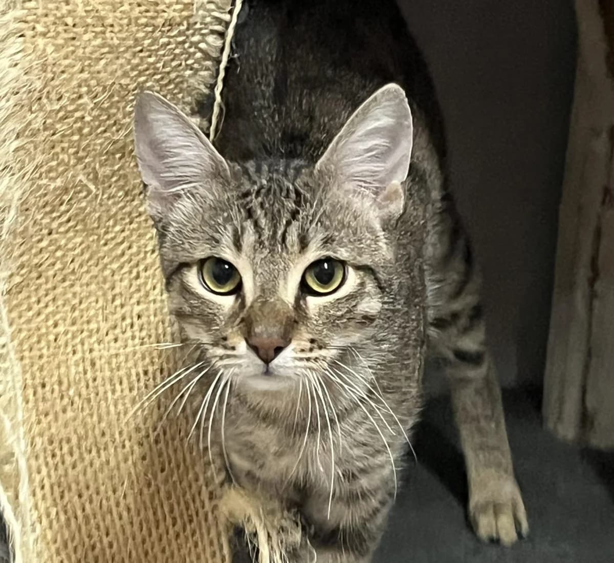 SIMBA, male Mixed Breed for adoption at SPA Salon-de-Provence, Salon-de-Provence