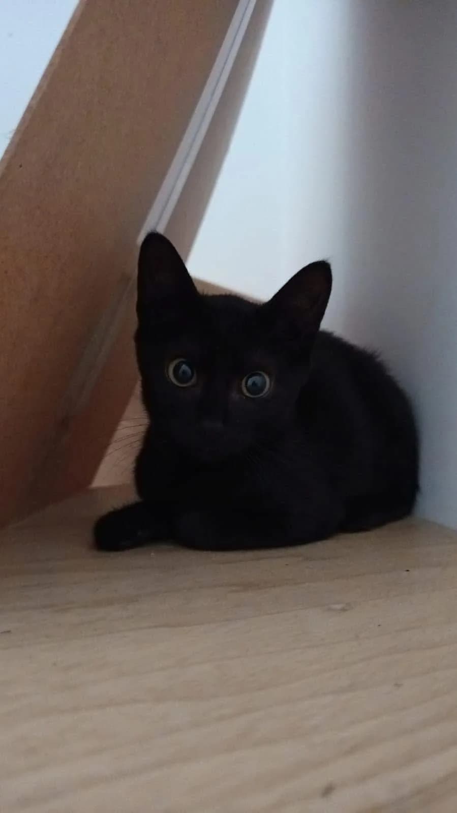 DANA, female Mixed Breed for adoption at SPA Salon-de-Provence, Salon-de-Provence