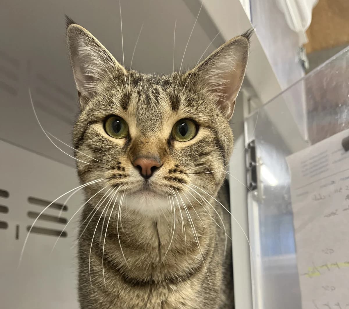 MUFASA, male Mixed Breed for adoption at SPA Salon-de-Provence, Salon-de-Provence