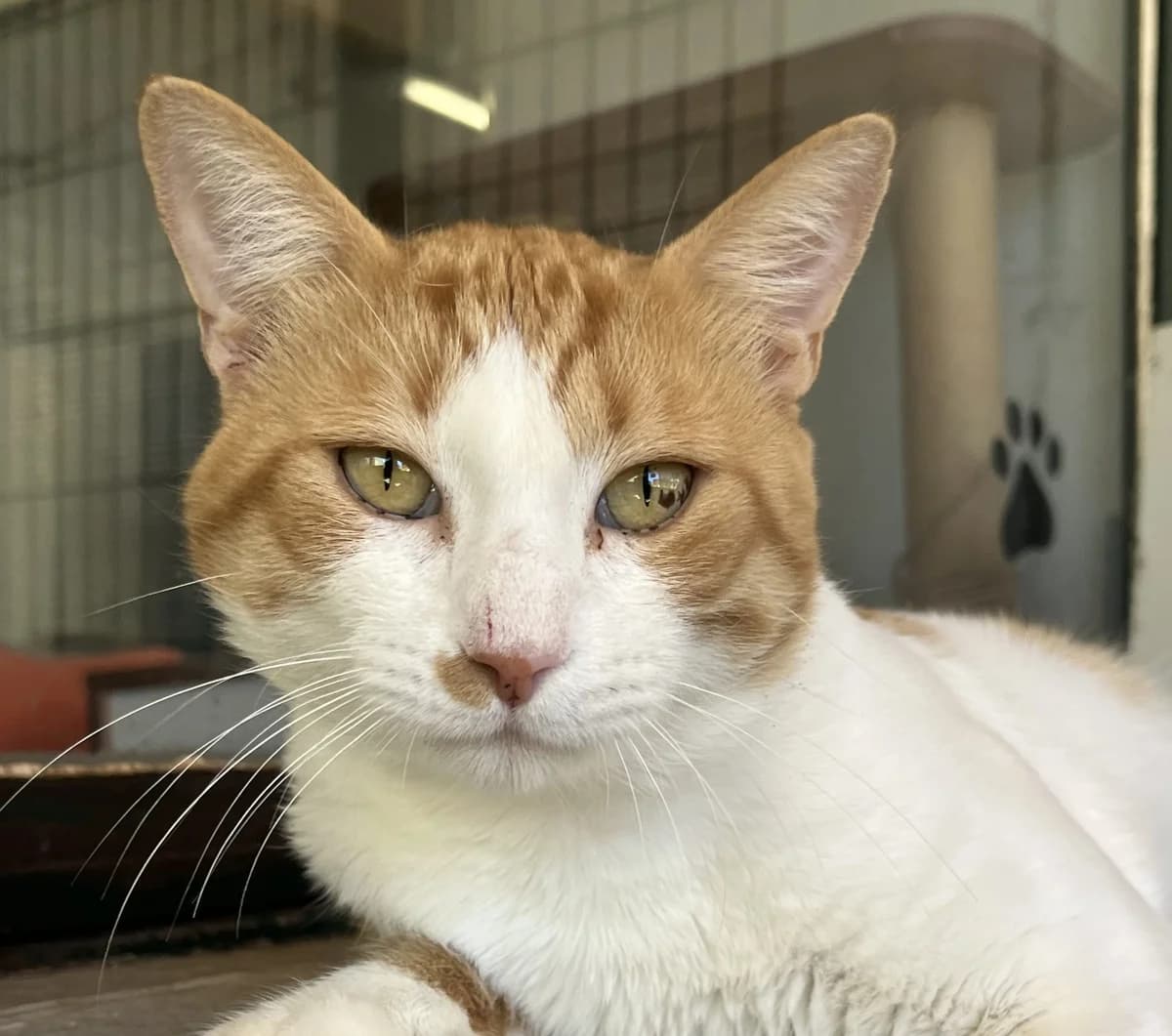 BINGO, male Mixed Breed for adoption at SPA Salon-de-Provence, Salon-de-Provence