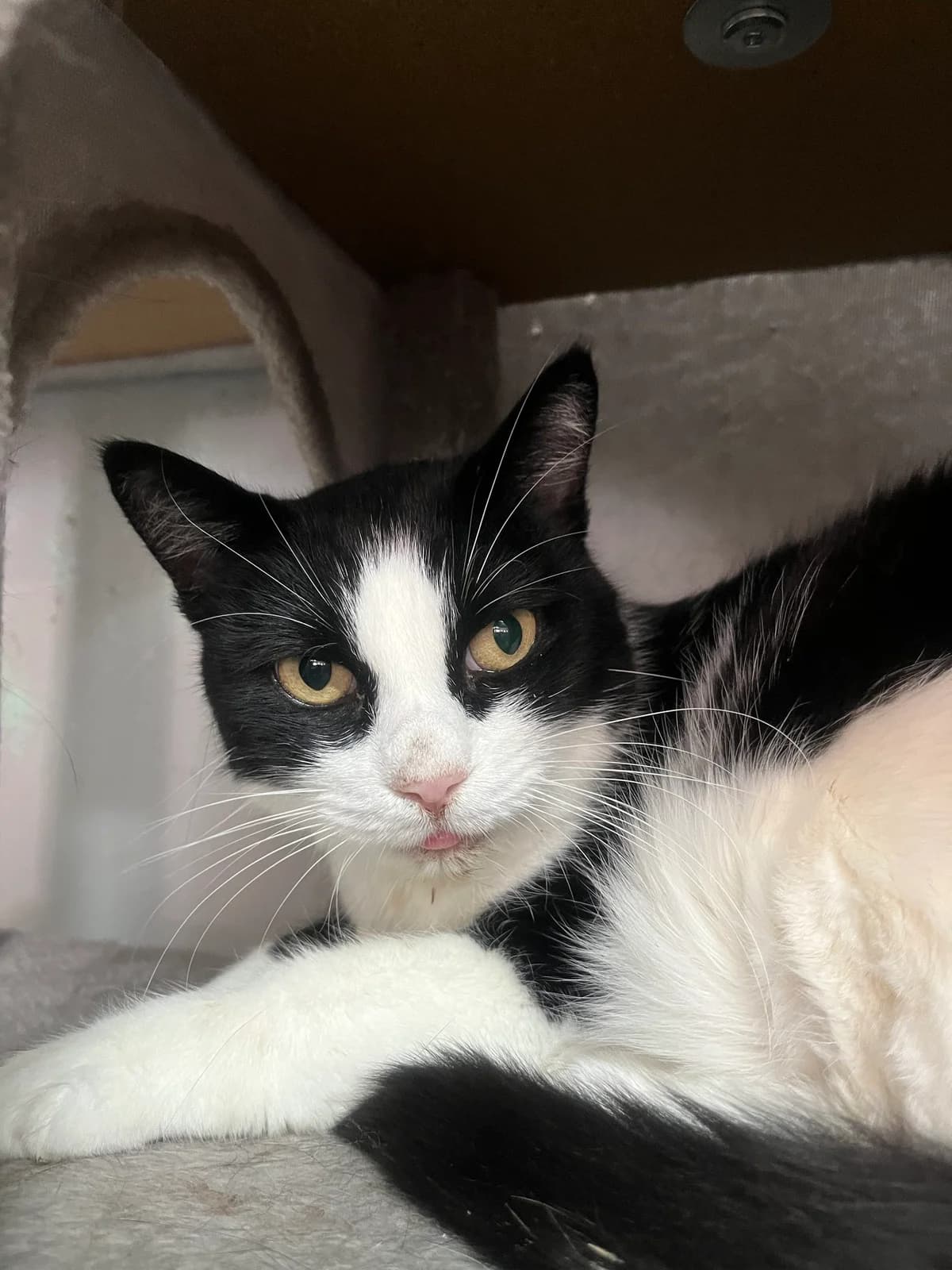 PITCHOUNE, female Mixed Breed for adoption at SPA Salon-de-Provence, Salon-de-Provence