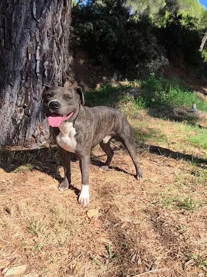 Rondoudou, male young Mixed Breed for adoption at SPA Salon-de-Provence, Salon-de-Provence