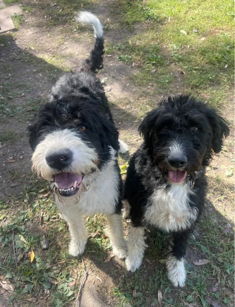 GAMIN ET MARCUS, mixed breed for adoption at SPA de Sarrebourg