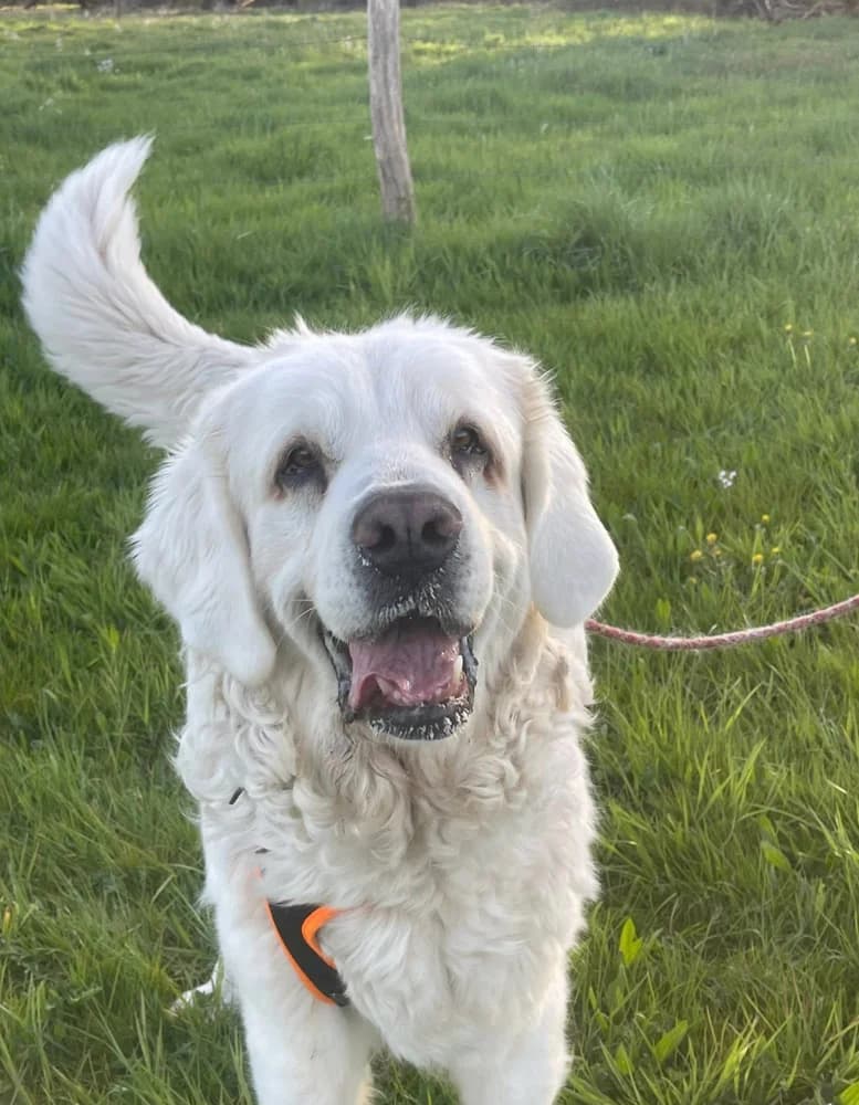 GAZDZINA (dite GAZDA), female senior mixed breed for adoption at SPA de Sarrebourg