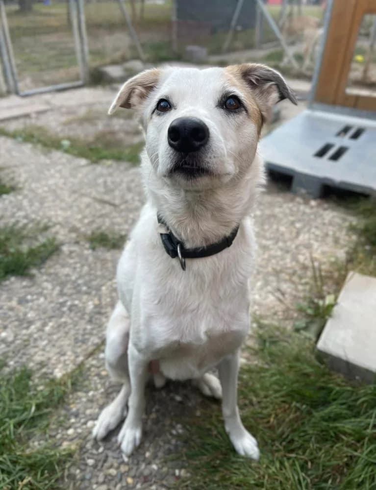 KAITO, male 4yo mixed breed for adoption at SPA de Sarrebourg