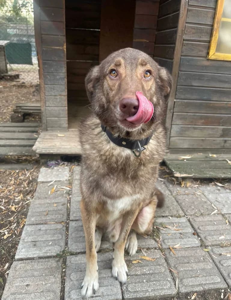 MUNDO, male 4yo mixed breed for adoption at SPA de Sarrebourg
