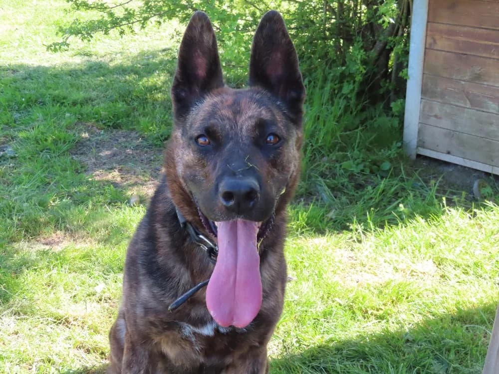 SARABI, female 7yo mixed breed for adoption at SPA Sarreguemines, Sarreguemines