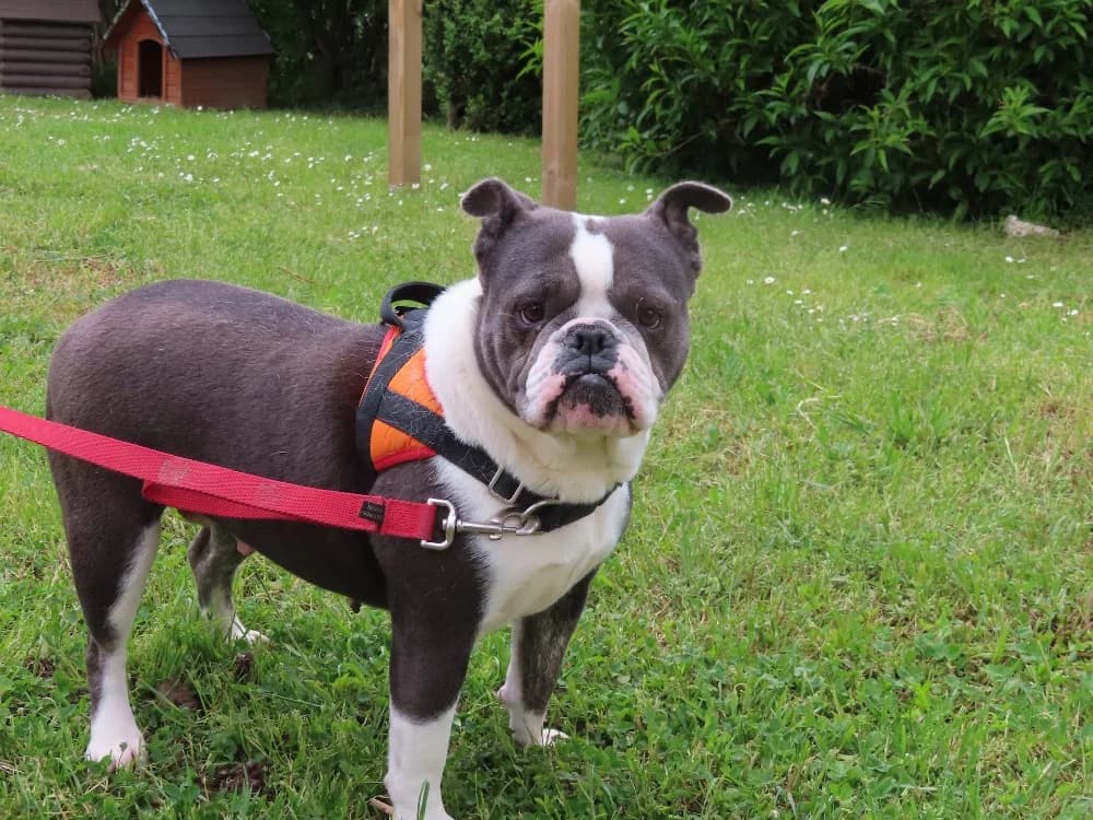 UPSS, female 3yo French Bulldog for adoption at SPA Sarreguemines, Sarreguemines