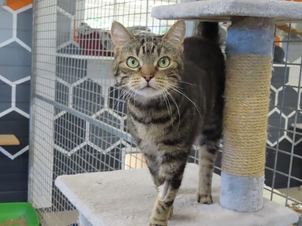 mimie, female 4yo Mixed Breed for adoption at SPA Sarreguemines, Sarreguemines