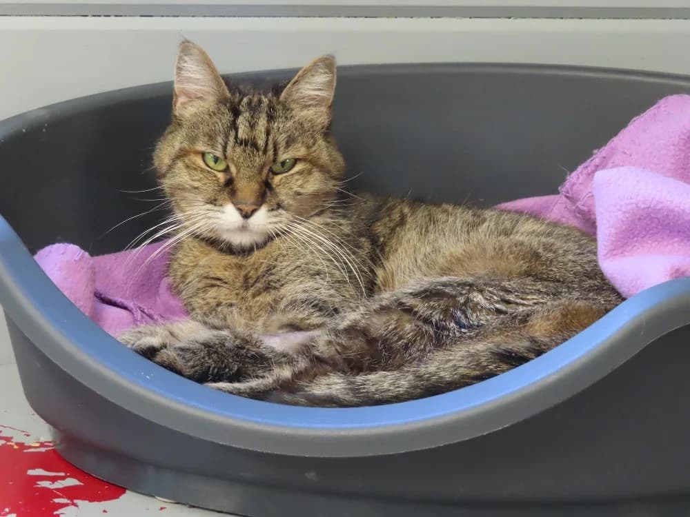 Mamichat, female senior Mixed Breed for adoption at SPA Sarreguemines, Sarreguemines