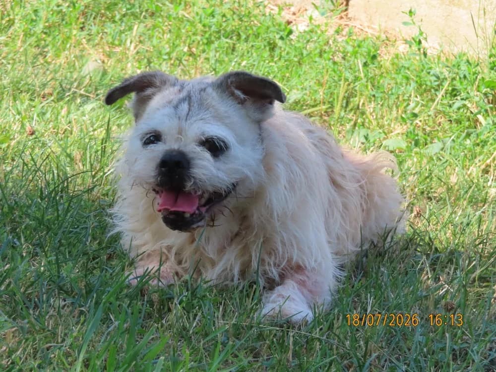 CHANNEL, female senior Mixed Breed for adoption at SPA Sarreguemines, Sarreguemines