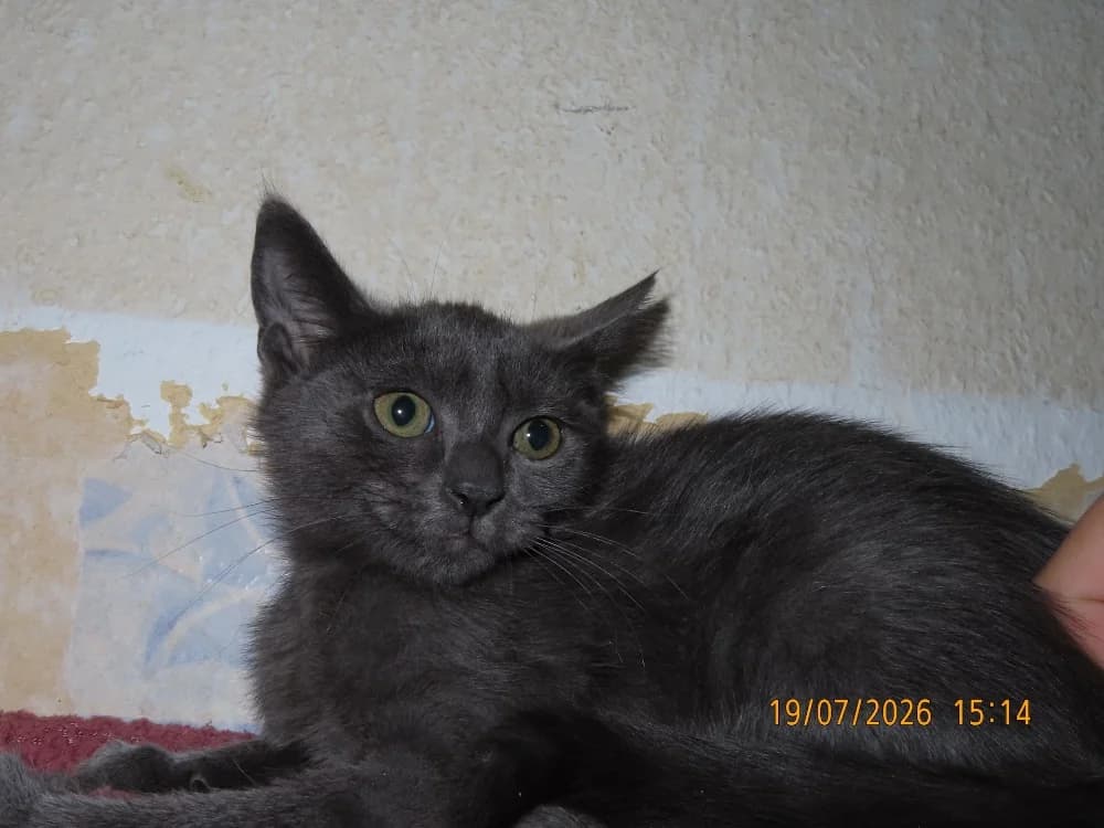 KAYA, female Mixed Breed for adoption at SPA Sarreguemines, Sarreguemines