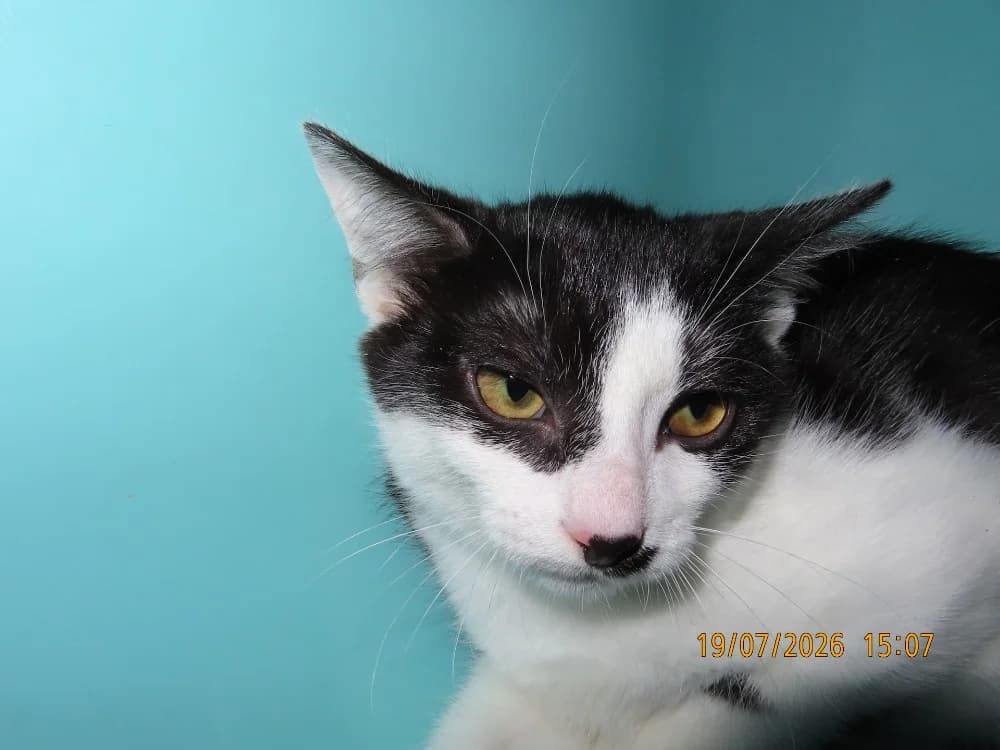 AMAZONE, female mixed breed for adoption at SPA Sarreguemines, Sarreguemines