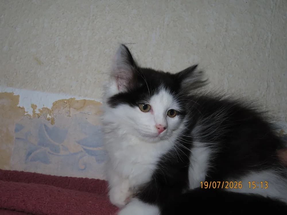 LINK, male puppy Mixed Breed for adoption at SPA Sarreguemines, Sarreguemines