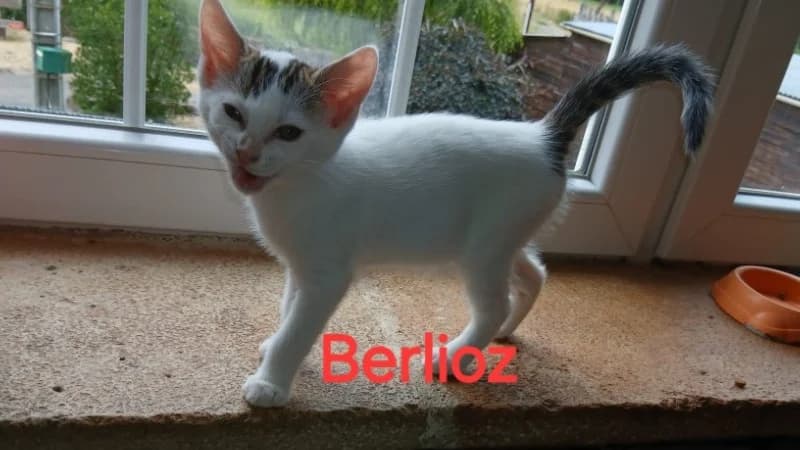 BERLIOZ chez Anne, male puppy Mixed Breed for adoption at SPA Sarreguemines, Sarreguemines
