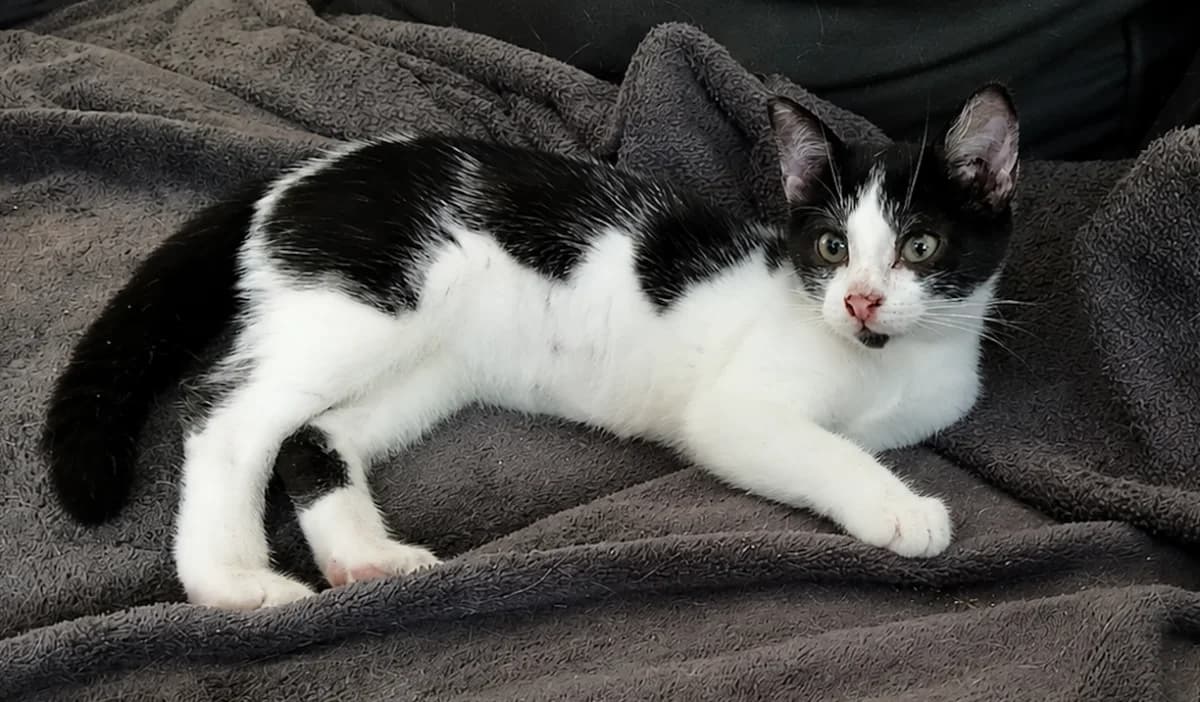 MOCHI chez Anne, female Mixed Breed for adoption at SPA Sarreguemines, Sarreguemines