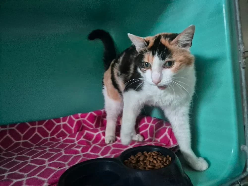 ROSE, female senior mixed breed for adoption at SPA Sarreguemines, Sarreguemines