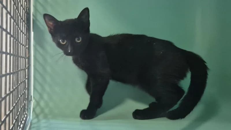LINO, male Mixed Breed for adoption at SPA Sarreguemines, Sarreguemines