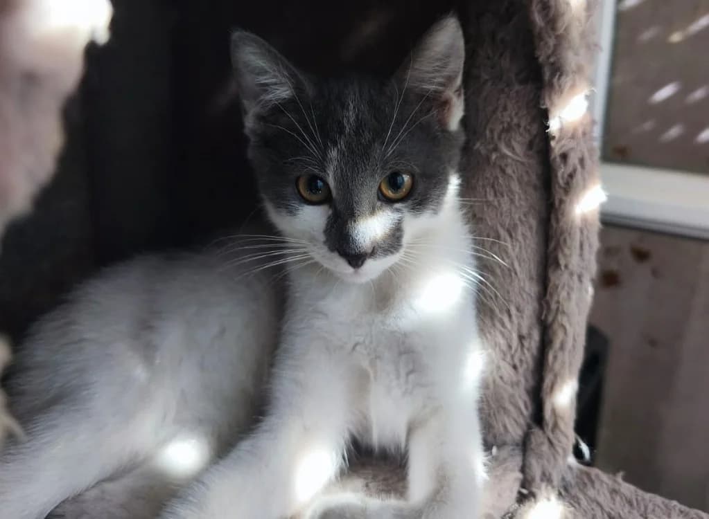 PIXEL chez Alysone, male Mixed Breed for adoption at SPA Sarreguemines, Sarreguemines