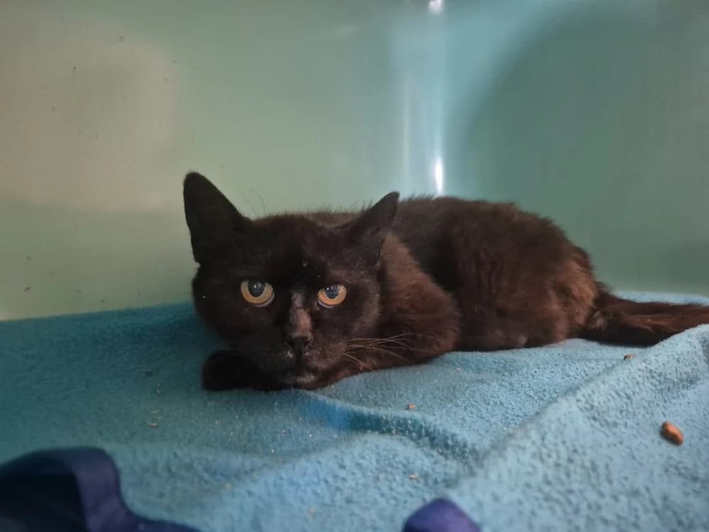 Noirette, female senior Mixed Breed for adoption at SPA Sarreguemines, Sarreguemines