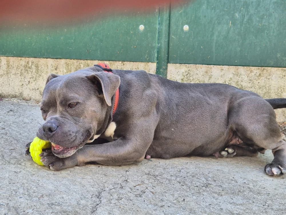 BLUE, female 5yo American Bully for adoption at SPA Sarreguemines, Sarreguemines