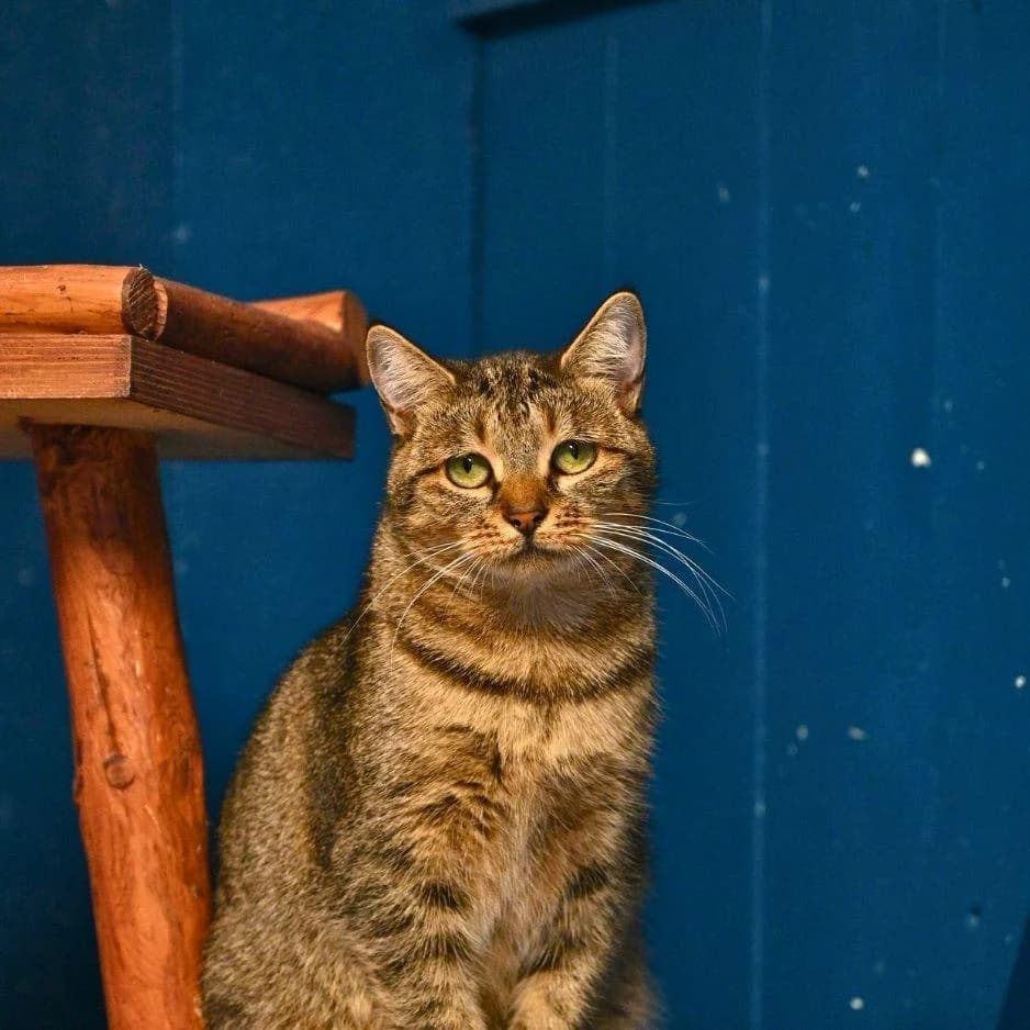 AIKA, female 4yo Mixed Breed for adoption at SPA de Saverne