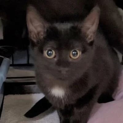 Cat anya, female puppy Mixed Breed for adoption at SPA de Saverne