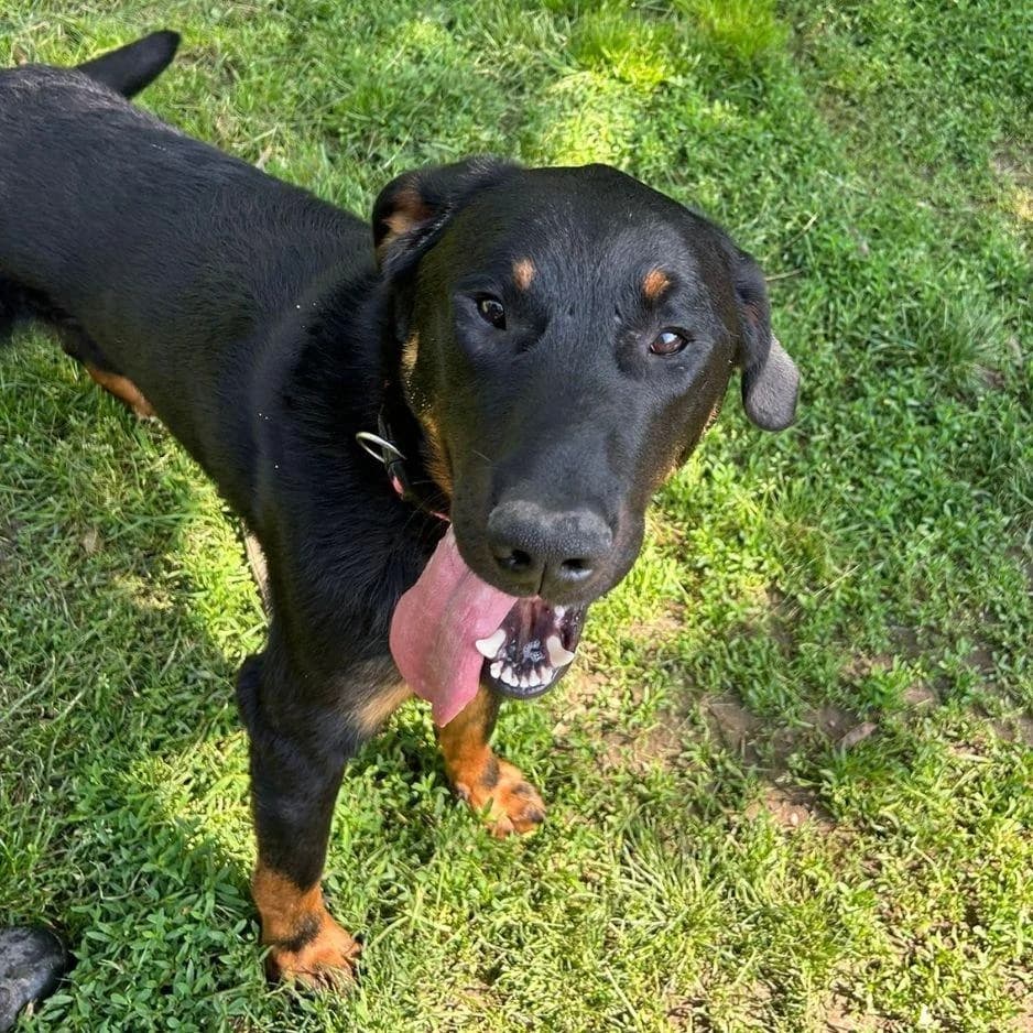 ATTO, male young Mixed Breed for adoption at SPA de Saverne