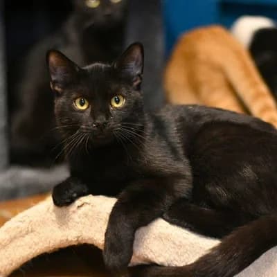 Cat bloom, female puppy Mixed Breed for adoption at SPA de Saverne