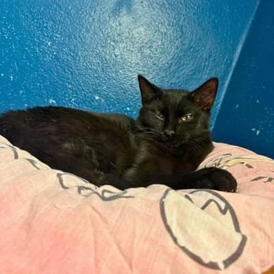 Cat boston, male puppy Mixed Breed for adoption at SPA de Saverne