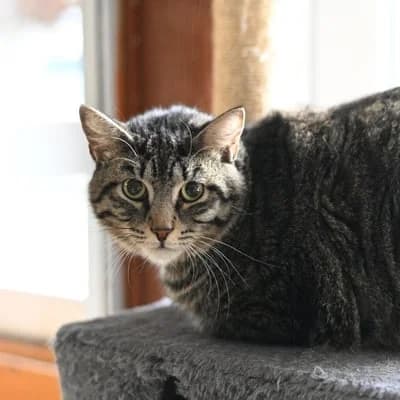 Cat darwin, male puppy Mixed Breed for adoption at SPA de Saverne