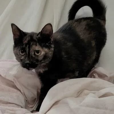 Cat granini, female puppy Mixed Breed for adoption at SPA de Saverne