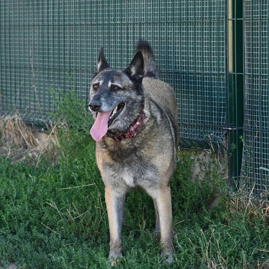 GUINESS, female 7yo Mixed Breed for adoption at SPA de Saverne