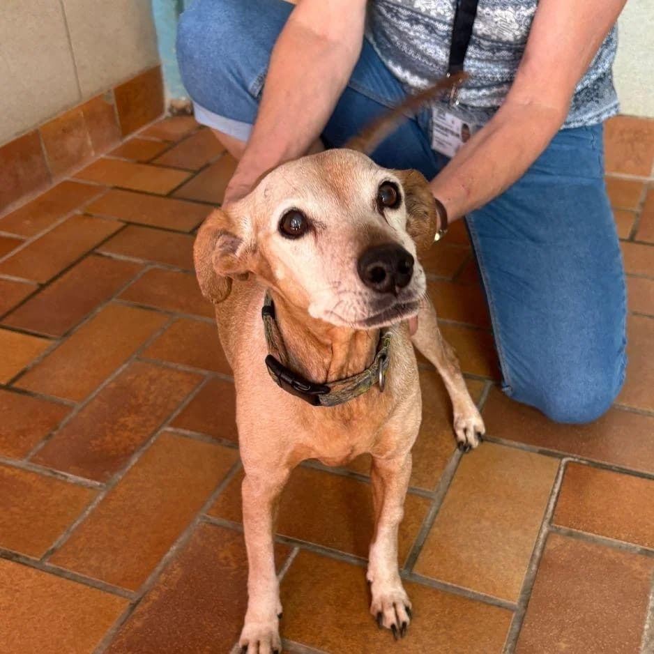 GYPSIE, female senior Mixed Breed for adoption at SPA de Saverne
