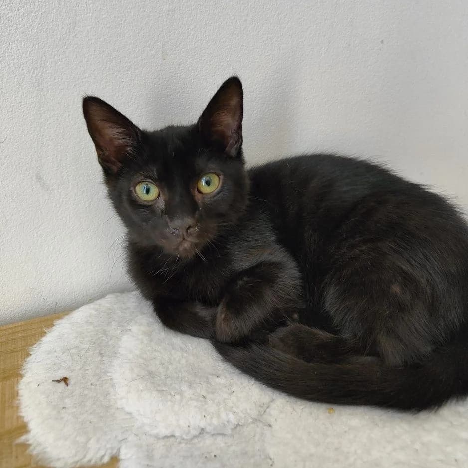ITHARA, female puppy Mixed Breed for adoption at SPA de Saverne