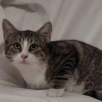 Cat junon, female puppy Mixed Breed for adoption at SPA de Saverne