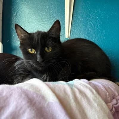 Cat kedi, female puppy Mixed Breed for adoption at SPA de Saverne