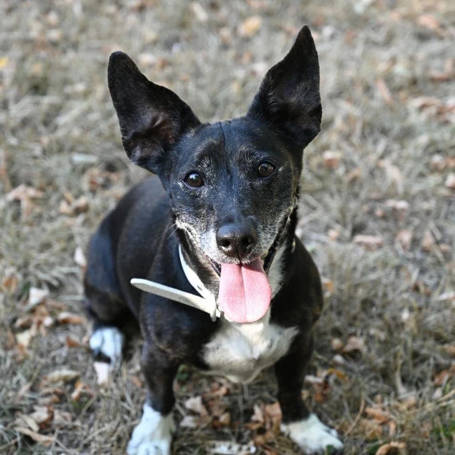 KITTY, female senior Mixed Breed for adoption at SPA de Saverne