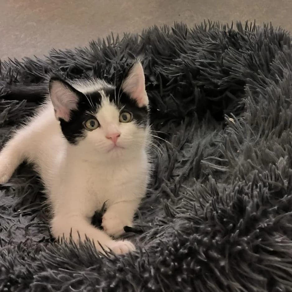 KIWI, male puppy Mixed Breed for adoption at SPA de Saverne