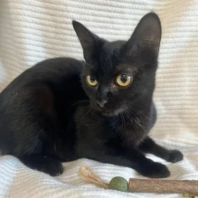 Cat lemonade, female puppy Mixed Breed for adoption at SPA de Saverne