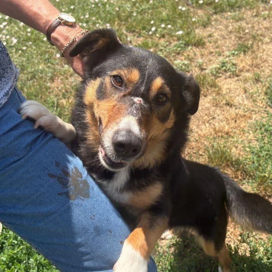 LUCKY, male 6yo Mixed Breed for adoption at SPA de Saverne