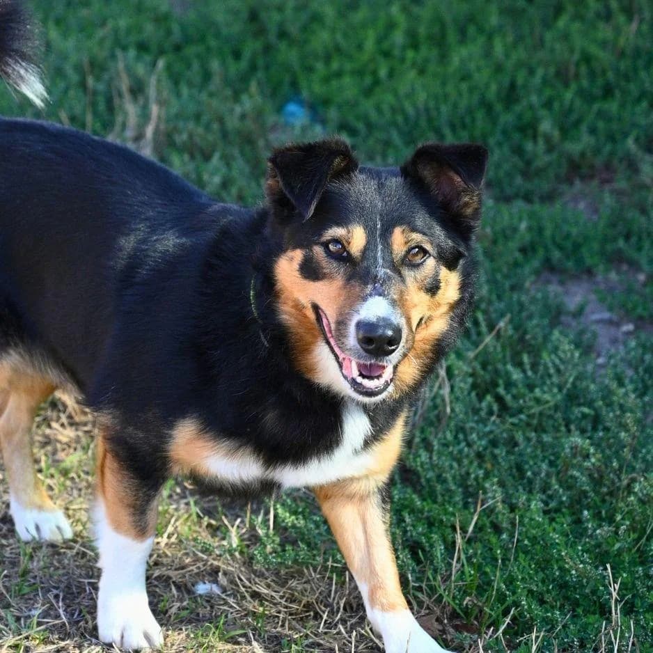 LUCKY, male 6yo Mixed Breed for adoption at SPA de Saverne