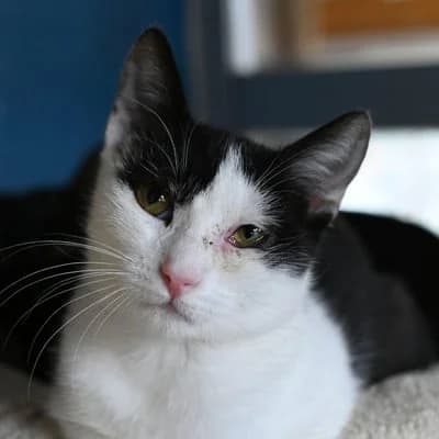 Cat macchiato, male puppy Mixed Breed for adoption at SPA de Saverne