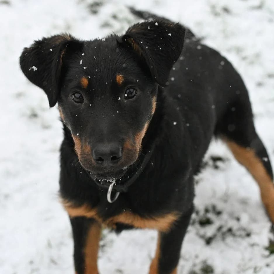 MAIKA, female young Mixed Breed for adoption at SPA de Saverne